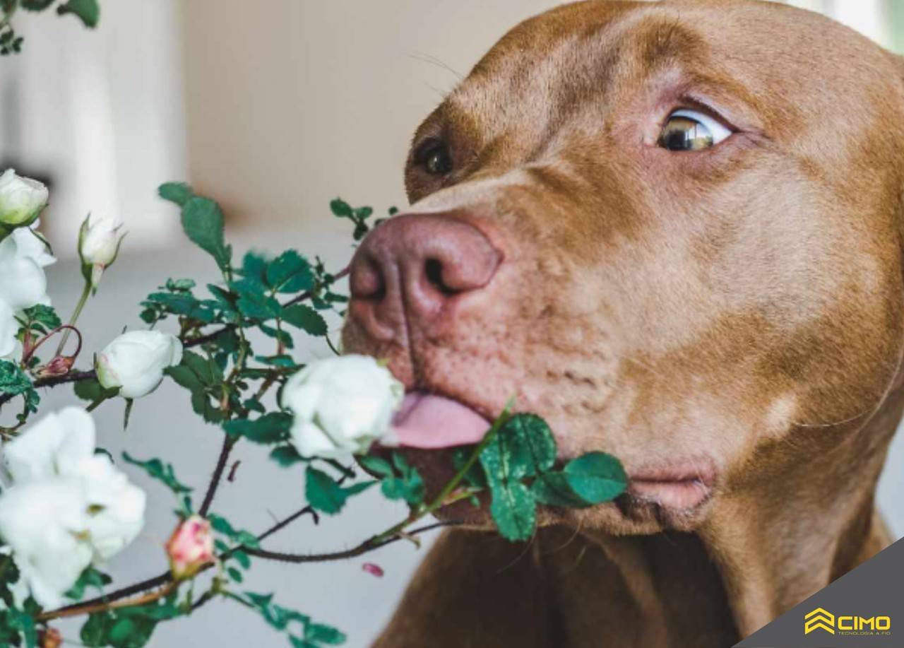 Plantas venenosas: como identificá-las em uma aventura?