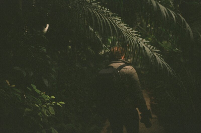 Plantas silvestres comestíveis: 10 espécies para ingerir